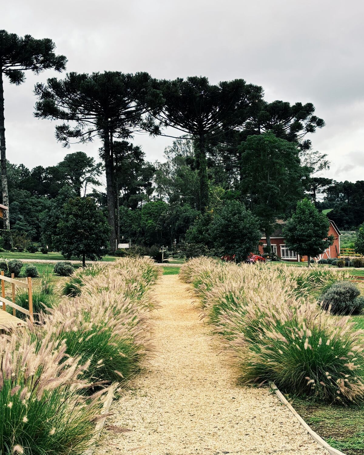 Naturalistic perennial border of grasses and seed heads beside a gravel path in late summer